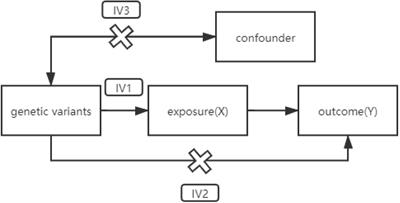 Exploring the Causality Between Hypothyroidism and Non-alcoholic Fatty Liver: A Mendelian Randomization Study